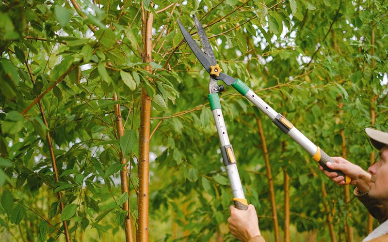 Tree trimming in Angelica, NY
