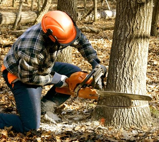 Tree Removal in Angelica, NY